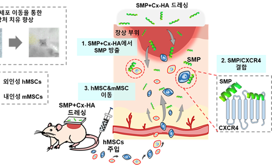 내인성 줄기세포의 이동, 정착, 재생까지 제어하는 차세대 액티브 드레싱 개발해